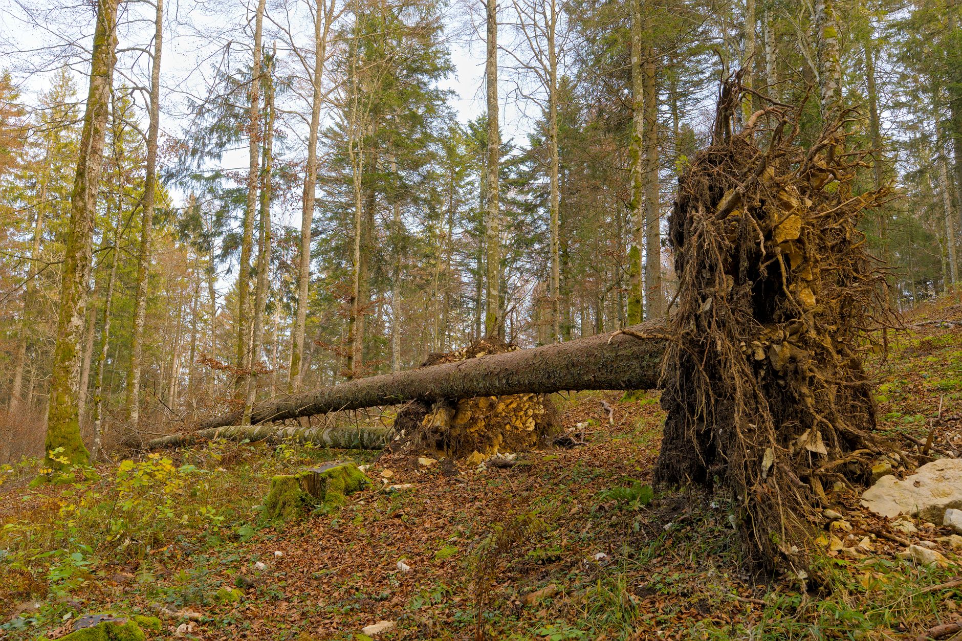 Enlèvement arbre urgence à Vichy